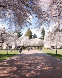 UW quad in the springtime